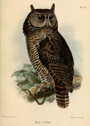 Shelley's eagle-owl