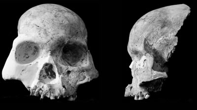 Red Deer Cave People skull structure