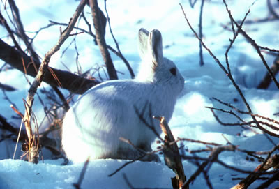 Arctic Hare with Winter Coat