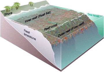 Reef Diagram