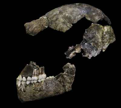Homo naledi skull. Source: eLife Sciences