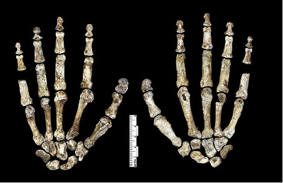 Hands of Homo naledi. Source: eLife Sciences