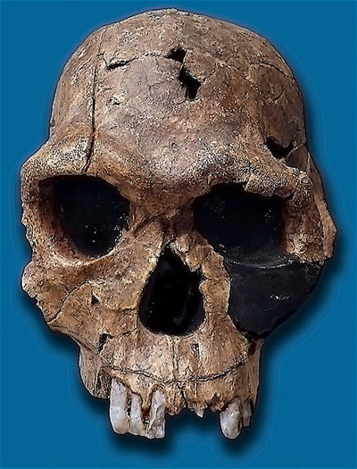 Replica of  Homo habilis skull
