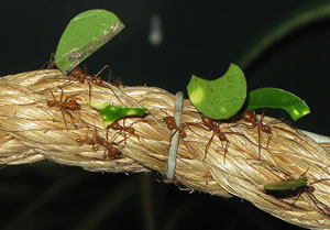 Leafcutter Ants, Bristol Zoo, UK