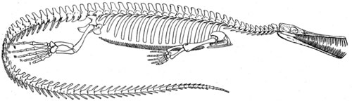 Mesosaurus fossil