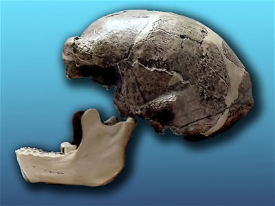 Replica of Peking Man Skull