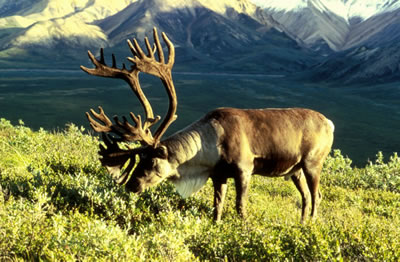 Reindeer or Caribou