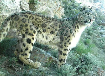 During Earth Day, people think about the plight of endangered species, such as the snow leopard.