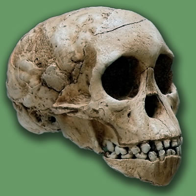 Replica of Taung Child Skull