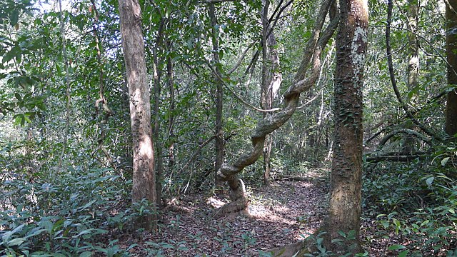 Liana Vines in the Rainforest