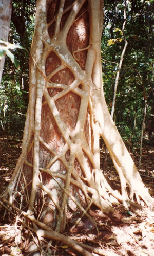 fig tree in rain forest