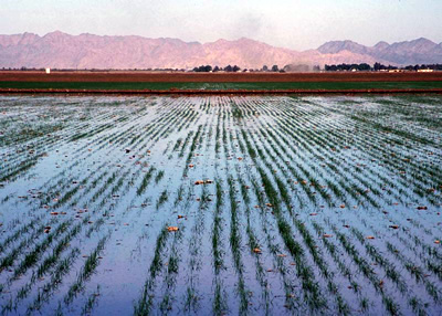 Wheat Irrigation