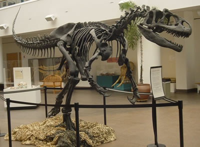 Allosaurus San Diego Natural History Museum