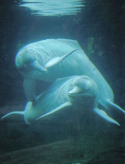 Amazon river dolphins. Photo by Stephanie Triltsch, Creative Commons License.