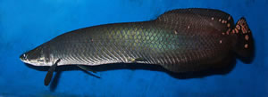 Arapaima