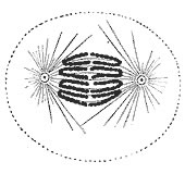 Anaphase