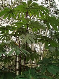 Cecropia Trees