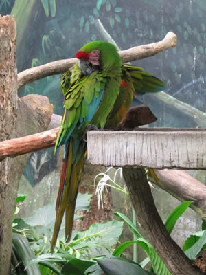 Macaw