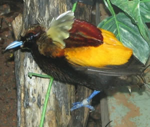 Magnificent Bird of Paradise