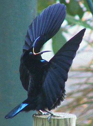 Victoria's Riflebird