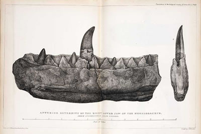 Buckland's Illustration of Megalosaurus Jawbone