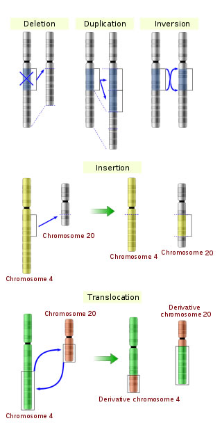 Chromosome Abnormalities