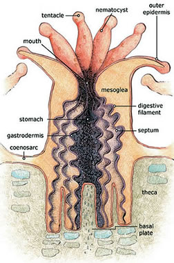 coral polyp