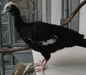 Piping Guan