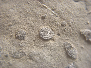 Fossilized Micro-organisms