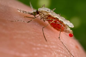 Anopheles mosquito, which transmits malaria