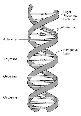 DNA Double Helix Structure