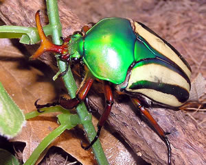 Flamboyant Flower Beetle