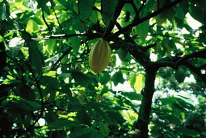 Cocoa tree, Theobroma cacao
