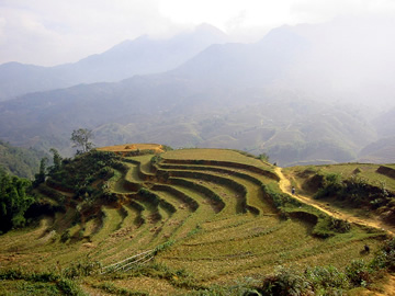 Terraces Vietnam