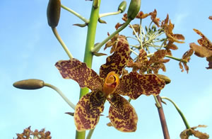 Giant Orchid or Tiger Orchid