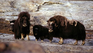 Muskox family in Greenland