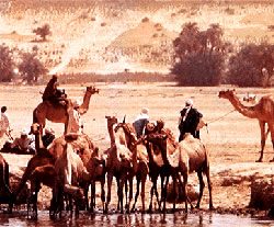 Camels Trample Soil