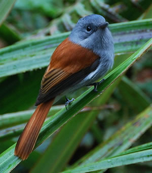 Paradise Flycatcher