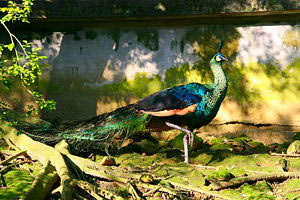 Green Peafowl, Native to Southeast Asian Rainforests