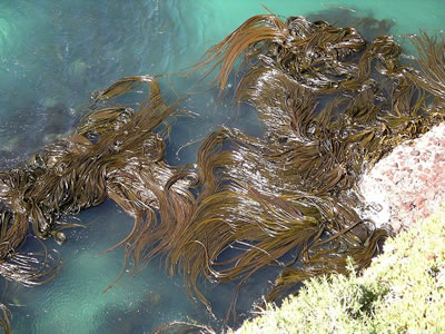 Kelp