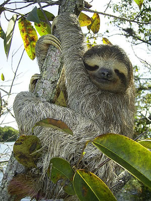 Three-Toed Sloth