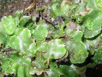 Liverwort