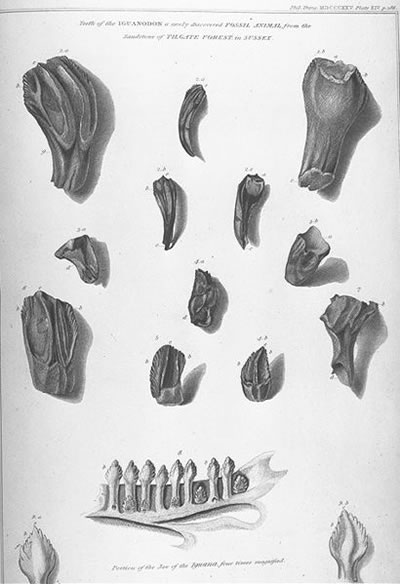 Mantell's Illustrations of Iguanodon Fossils