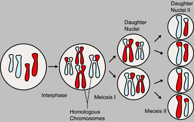 Meiosis