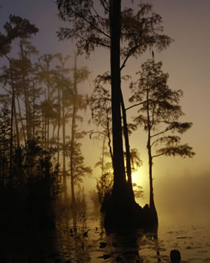 Okefenokee Swamp