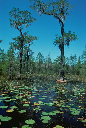 Okefenokee Swamp