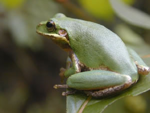 Squirrel Tree Frog