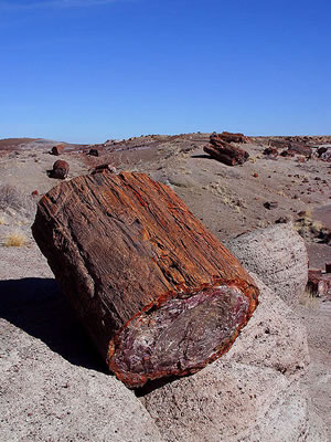 Section of petrified tree stump