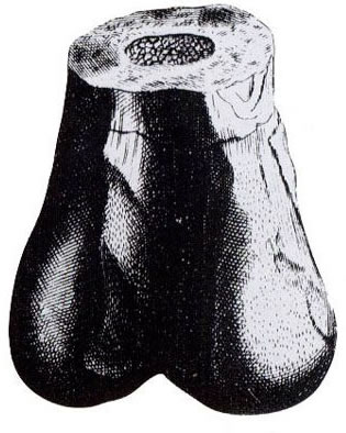 Plot's Drawing of a Megalosaurus Thigh Bone