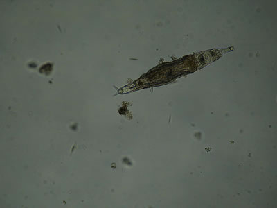 Rotifer